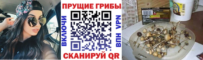 Галлюциногенные грибы прущие грибы  Западная Двина 